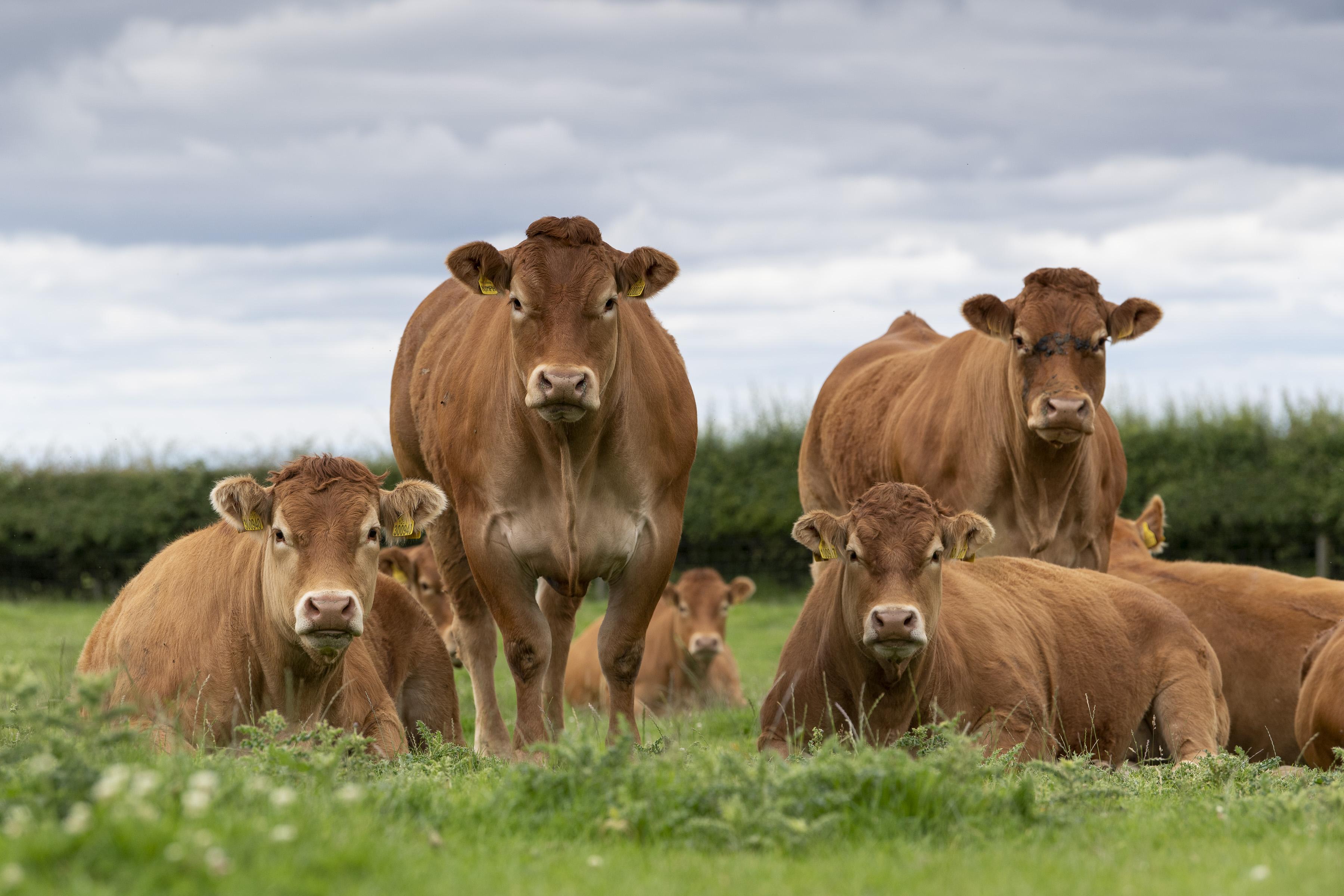 <br />
<b>Notice</b>:  Undefined variable: page in <b>/home/garrowbylimousin/public_html/includes/layout/gallery.php</b> on line <b>36</b><br />
