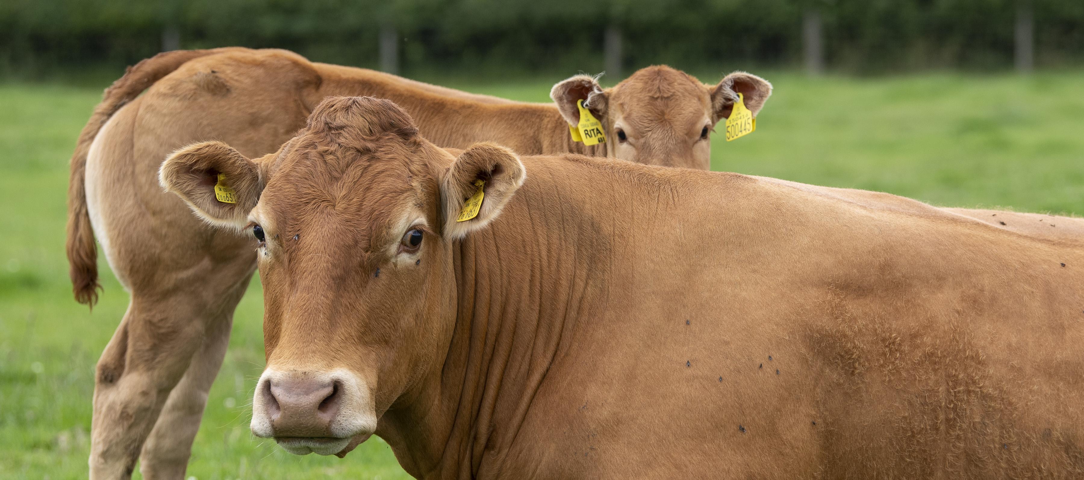 <br />
<b>Notice</b>:  Undefined variable: page in <b>/home/garrowbylimousin/public_html/includes/layout/gallery.php</b> on line <b>36</b><br />
