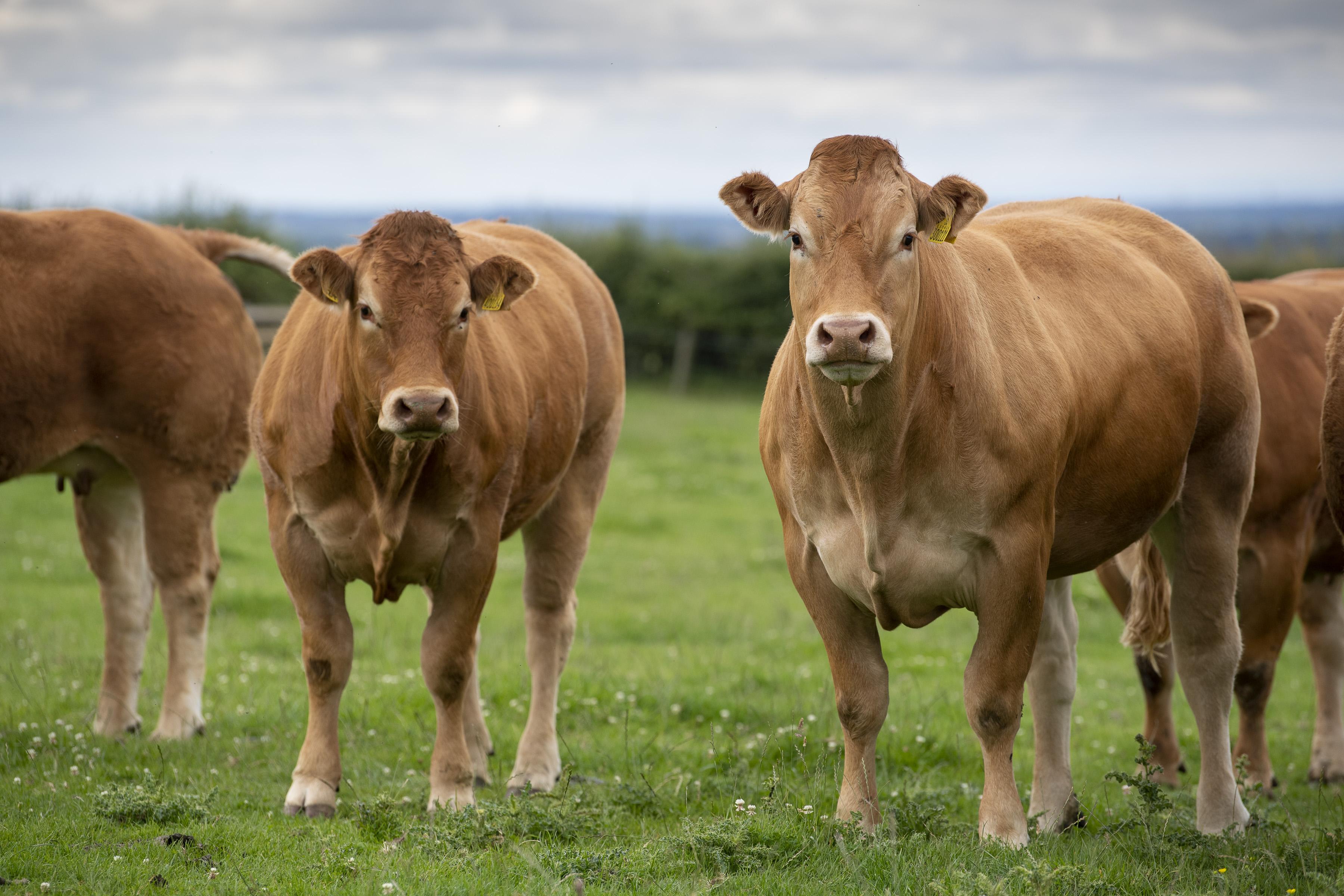 <br />
<b>Notice</b>:  Undefined variable: page in <b>/home/garrowbylimousin/public_html/includes/layout/gallery.php</b> on line <b>36</b><br />
