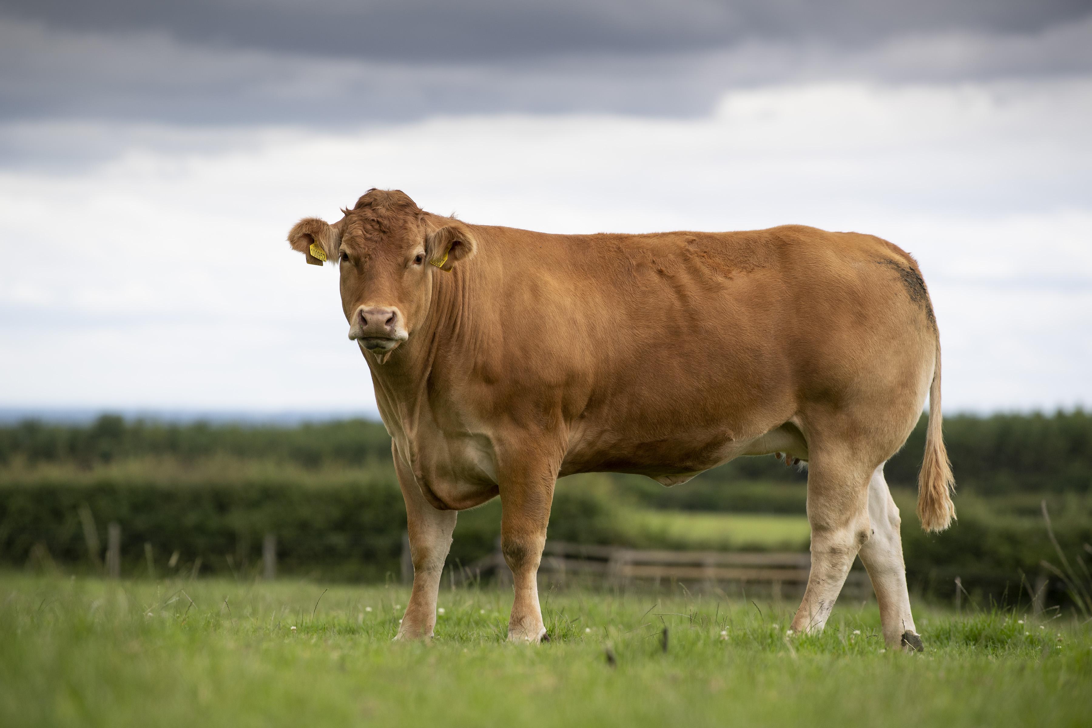 <br />
<b>Notice</b>:  Undefined variable: page in <b>/home/garrowbylimousin/public_html/includes/layout/gallery.php</b> on line <b>36</b><br />
