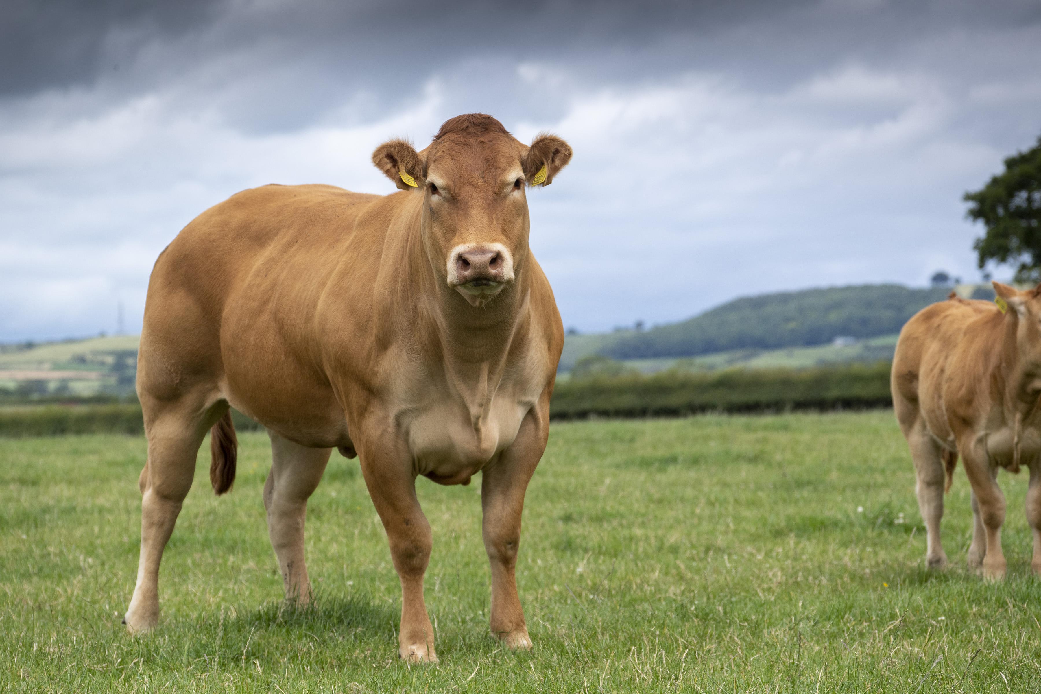 <br />
<b>Notice</b>:  Undefined variable: page in <b>/home/garrowbylimousin/public_html/includes/layout/gallery.php</b> on line <b>36</b><br />
