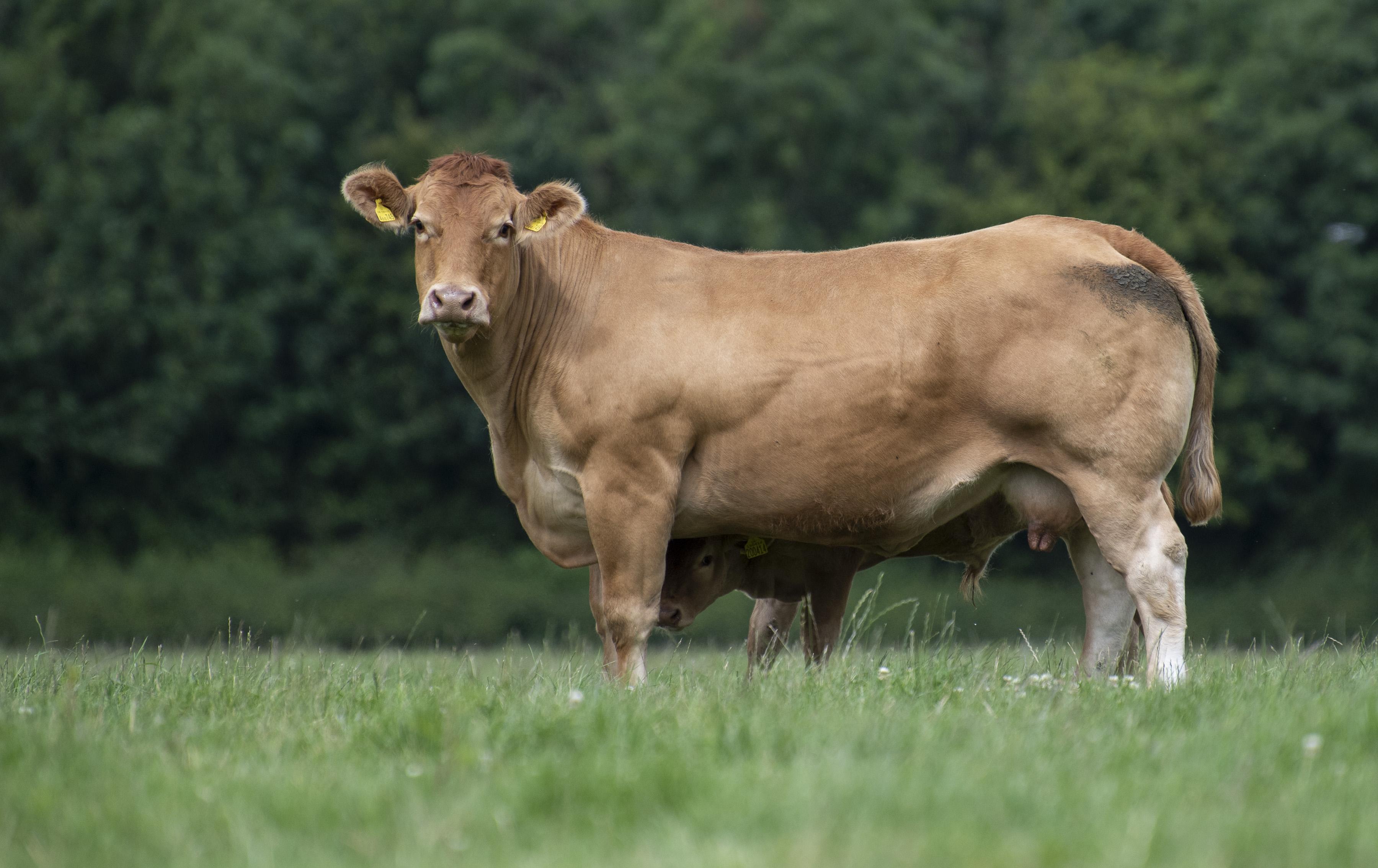 <br />
<b>Notice</b>:  Undefined variable: page in <b>/home/garrowbylimousin/public_html/includes/layout/gallery.php</b> on line <b>36</b><br />
