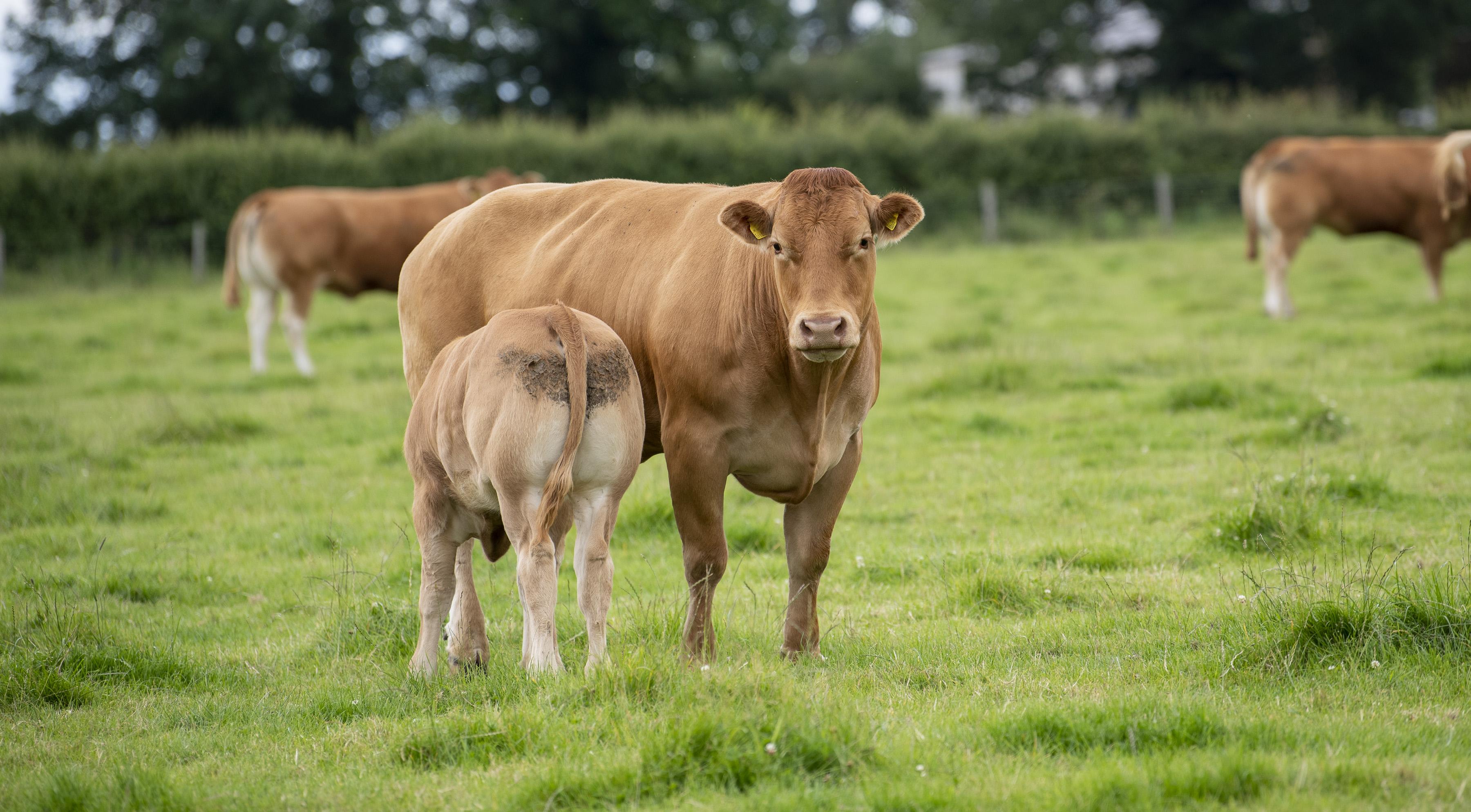 <br />
<b>Notice</b>:  Undefined variable: page in <b>/home/garrowbylimousin/public_html/includes/layout/gallery.php</b> on line <b>36</b><br />
