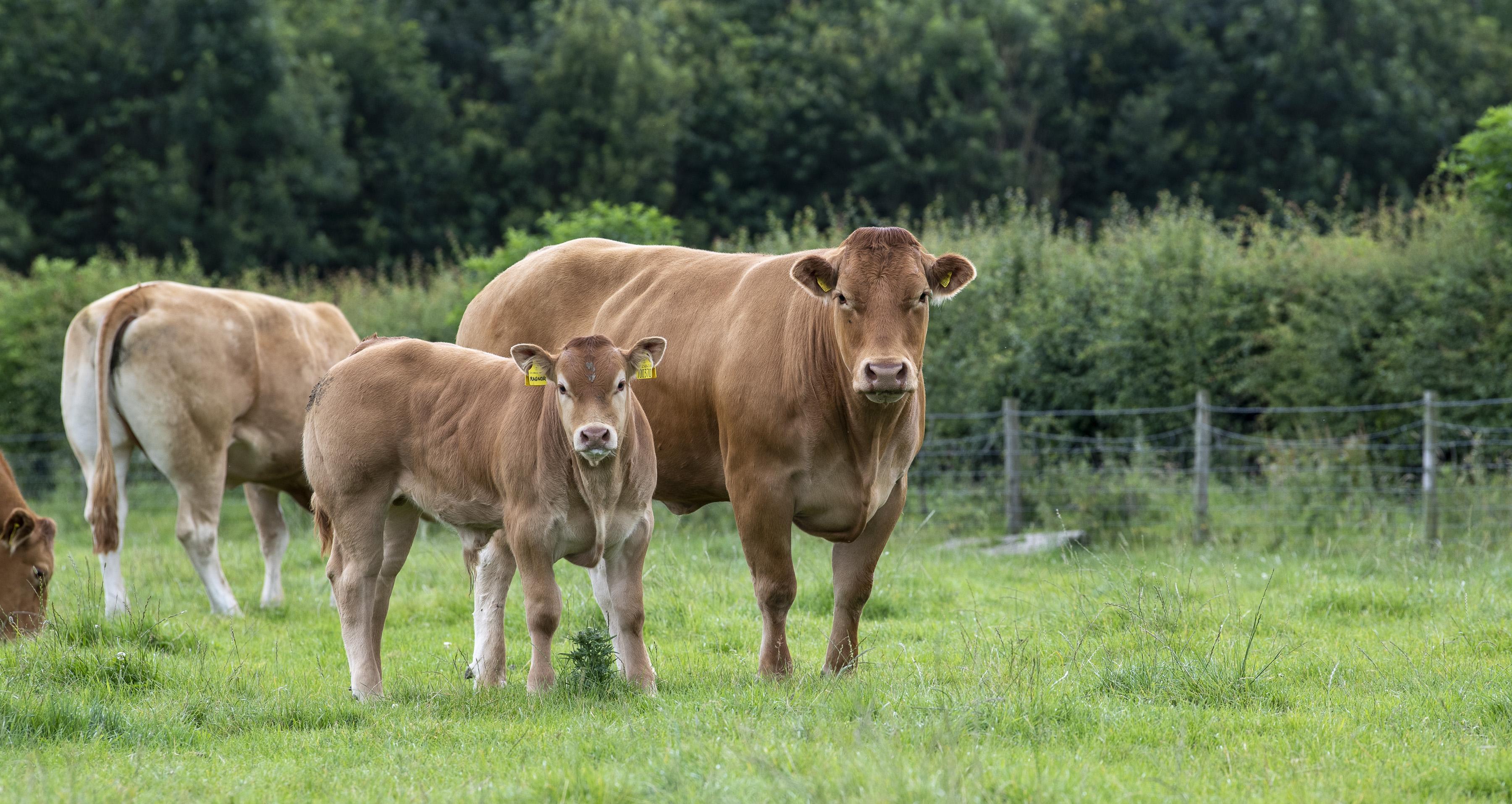 <br />
<b>Notice</b>:  Undefined variable: page in <b>/home/garrowbylimousin/public_html/includes/layout/gallery.php</b> on line <b>36</b><br />
