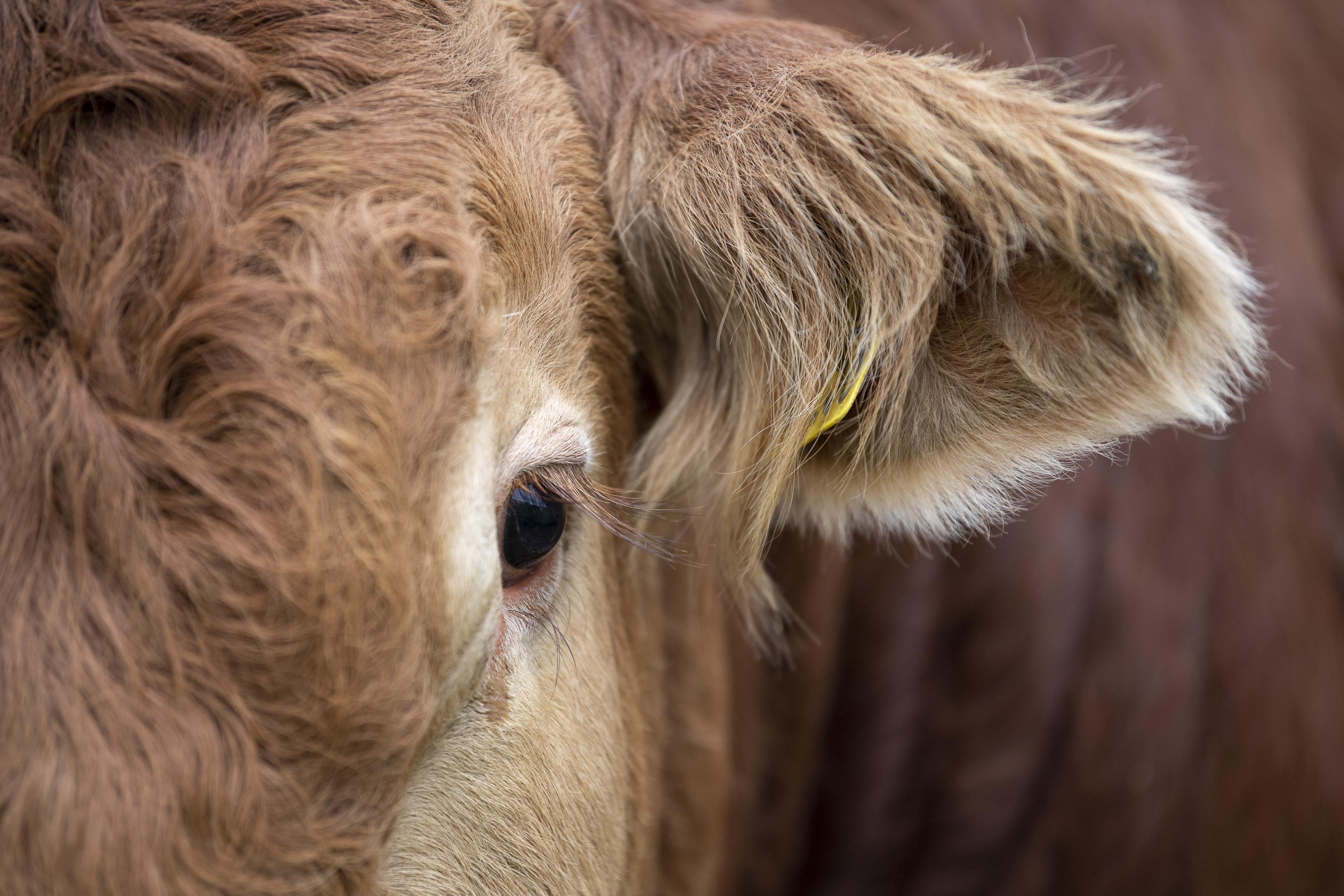 <br />
<b>Notice</b>:  Undefined variable: page in <b>/home/garrowbylimousin/public_html/includes/layout/gallery.php</b> on line <b>36</b><br />
