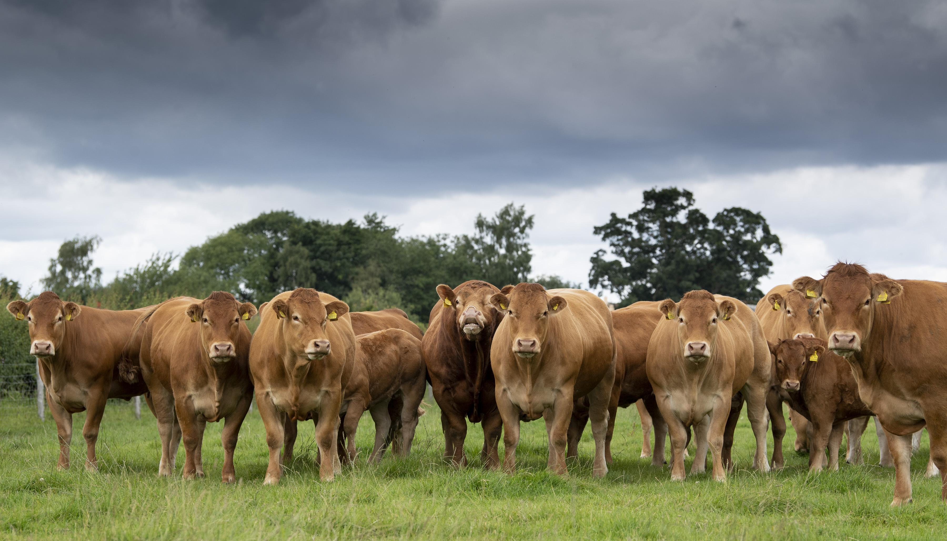 <br />
<b>Notice</b>:  Undefined variable: page in <b>/home/garrowbylimousin/public_html/includes/layout/gallery.php</b> on line <b>36</b><br />
