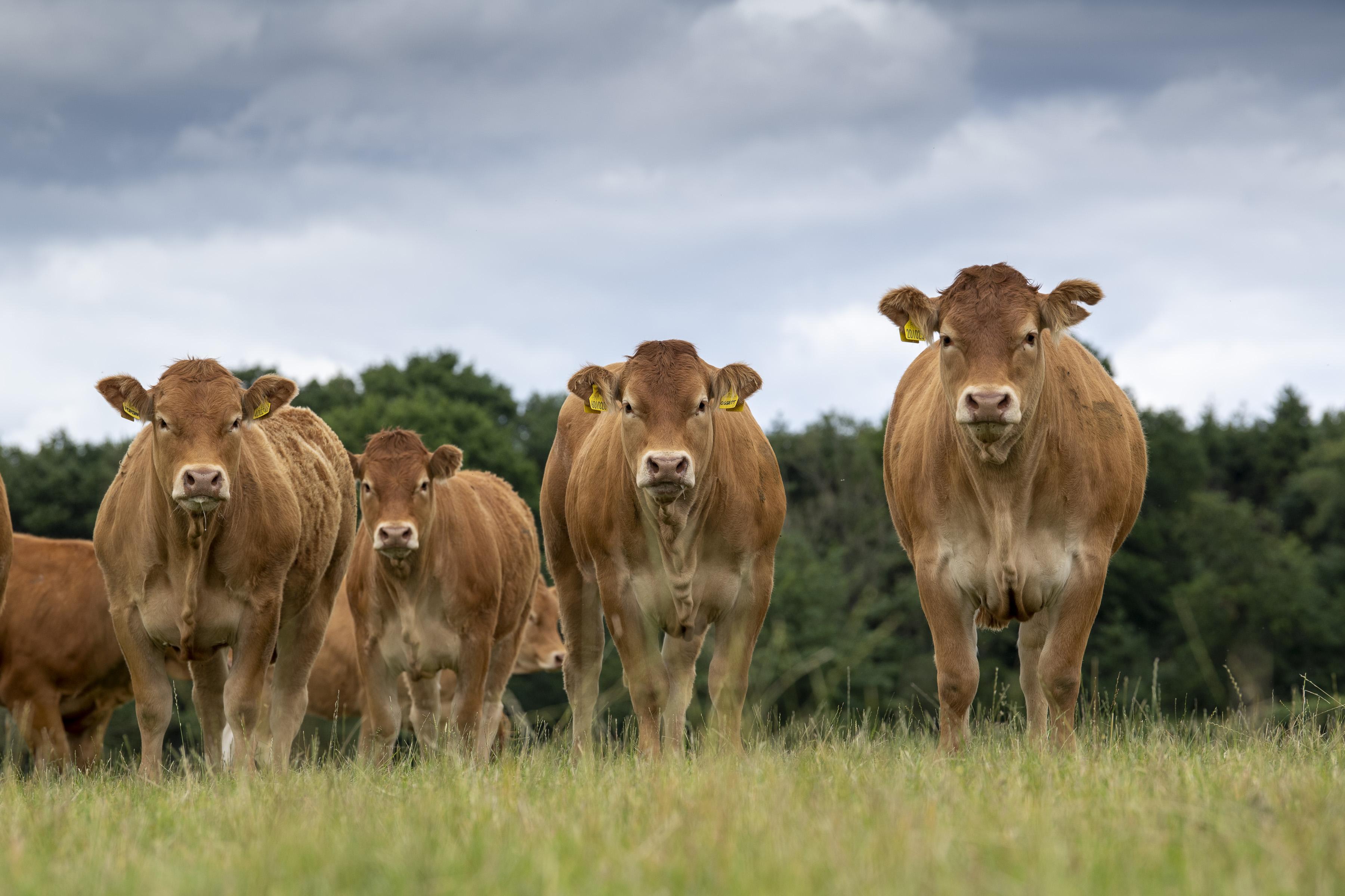 <br />
<b>Notice</b>:  Undefined variable: page in <b>/home/garrowbylimousin/public_html/includes/layout/gallery.php</b> on line <b>36</b><br />
