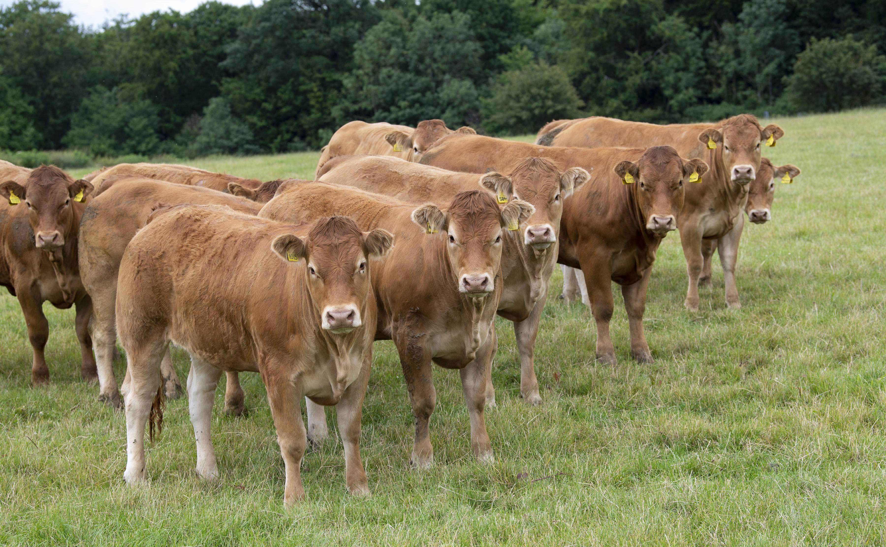 <br />
<b>Notice</b>:  Undefined variable: page in <b>/home/garrowbylimousin/public_html/includes/layout/gallery.php</b> on line <b>36</b><br />
