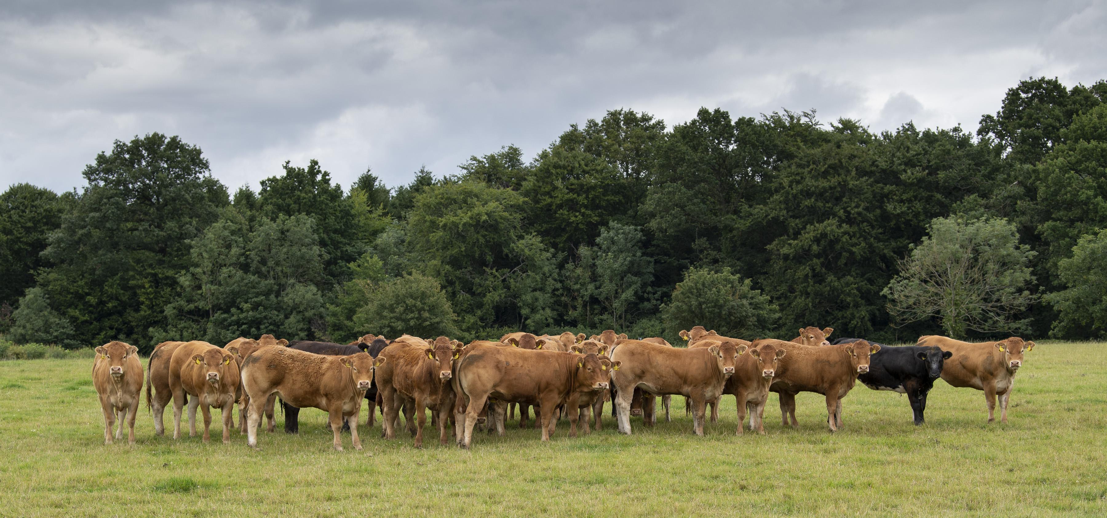 <br />
<b>Notice</b>:  Undefined variable: page in <b>/home/garrowbylimousin/public_html/includes/layout/gallery.php</b> on line <b>36</b><br />
