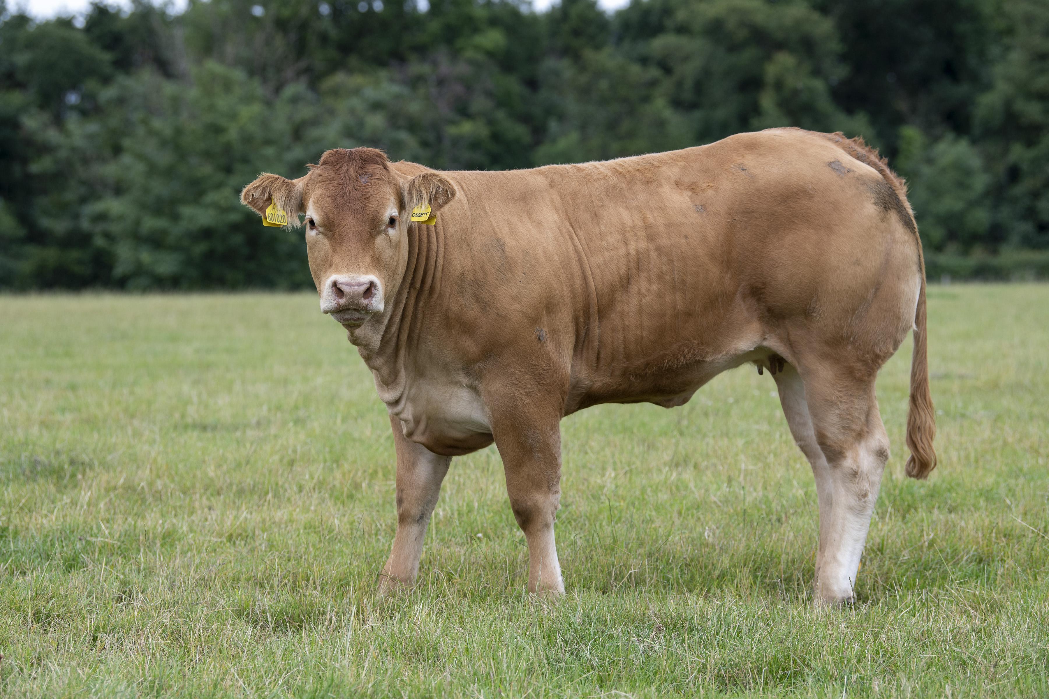 <br />
<b>Notice</b>:  Undefined variable: page in <b>/home/garrowbylimousin/public_html/includes/layout/gallery.php</b> on line <b>36</b><br />
