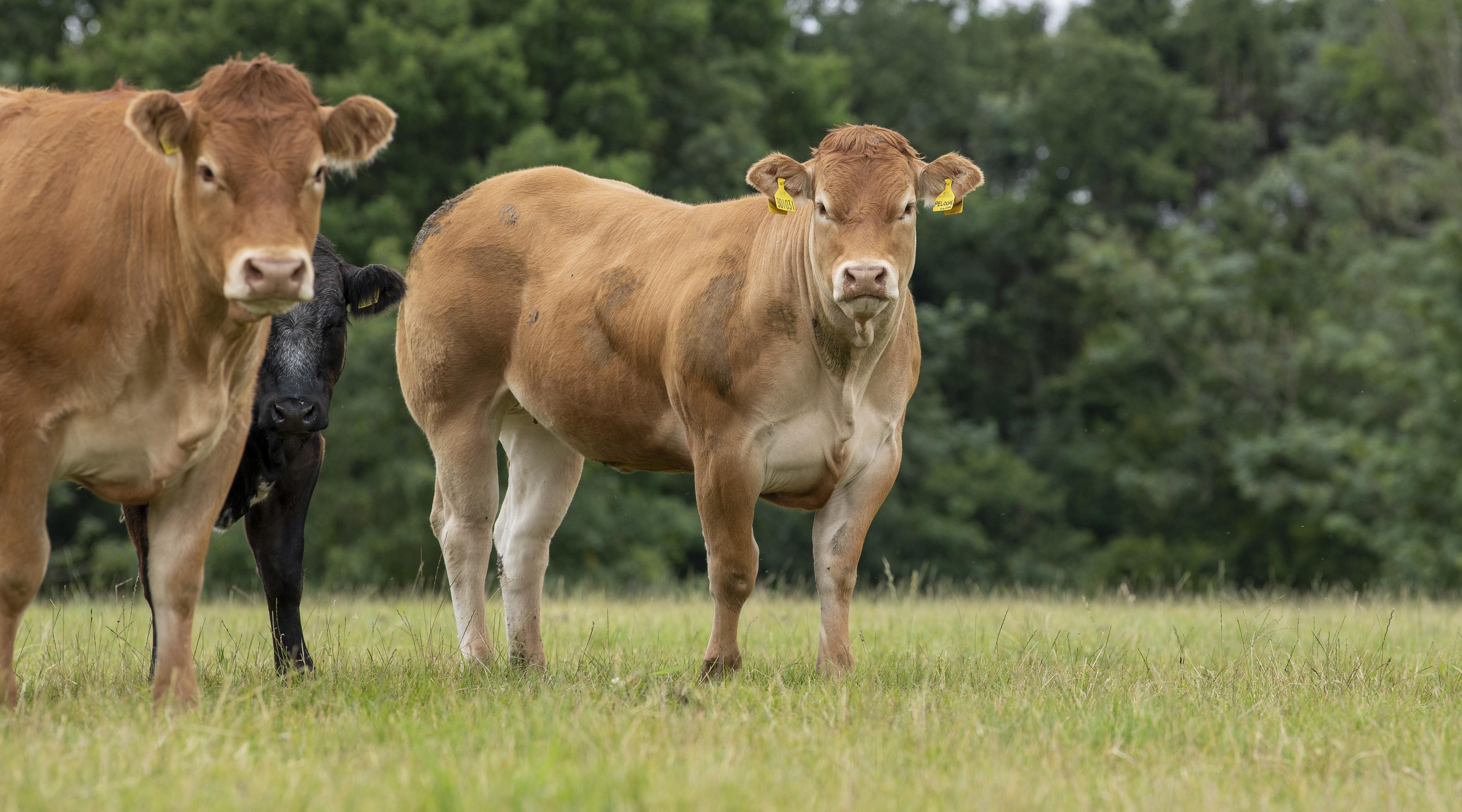 <br />
<b>Notice</b>:  Undefined variable: page in <b>/home/garrowbylimousin/public_html/includes/layout/gallery.php</b> on line <b>36</b><br />
