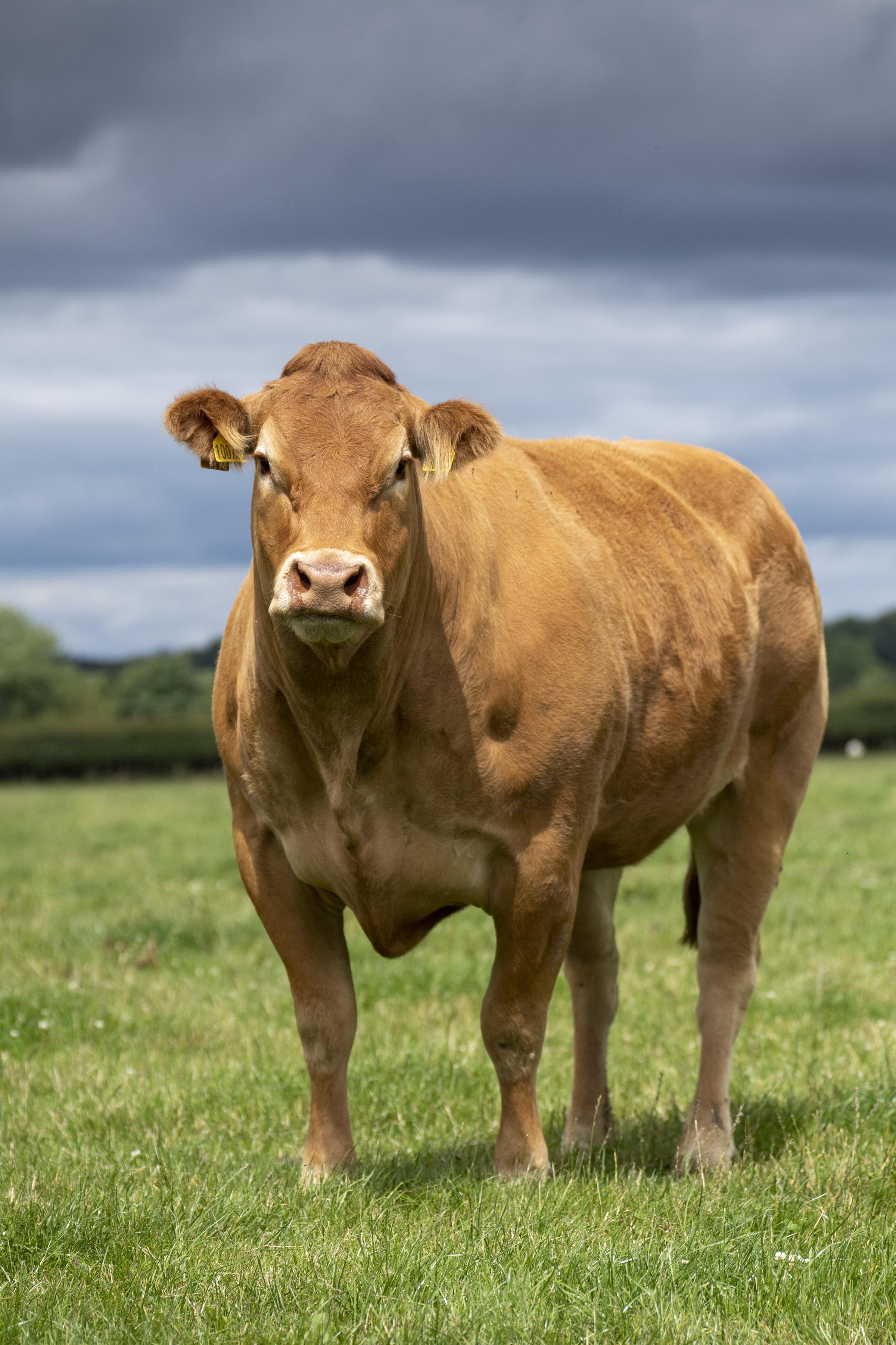 <br />
<b>Notice</b>:  Undefined variable: page in <b>/home/garrowbylimousin/public_html/includes/layout/gallery.php</b> on line <b>36</b><br />
